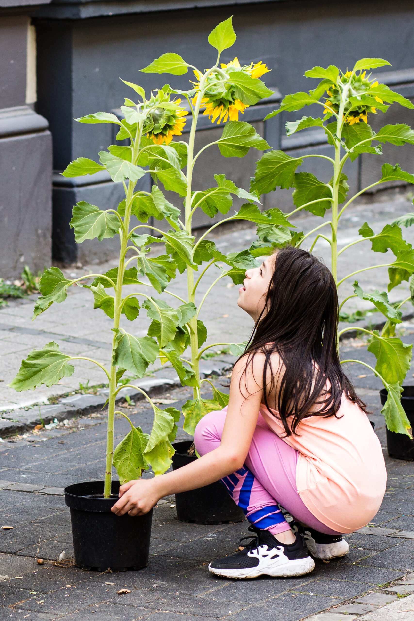 sunflower_evolution_ennoschmitt-133