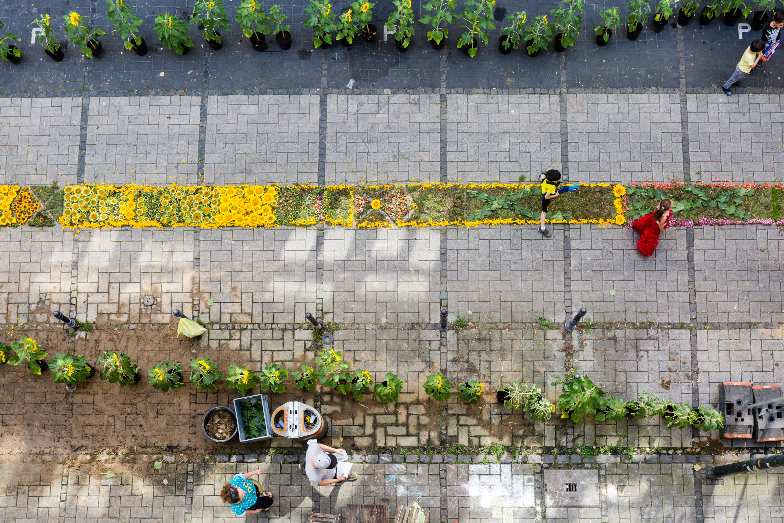 sunflower_evolution_ennoschmitt-158