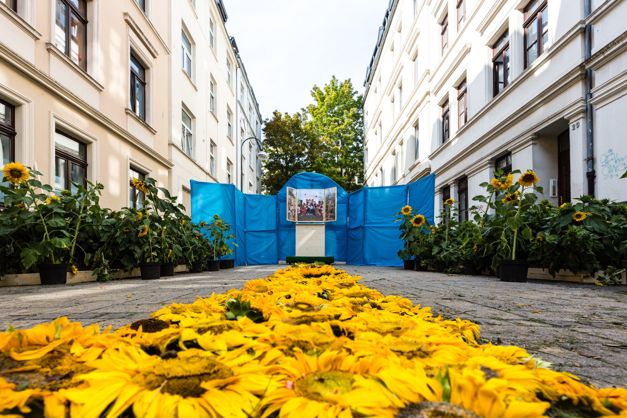 Sonnenblumen liegen auf der Straße wie ein Teppich